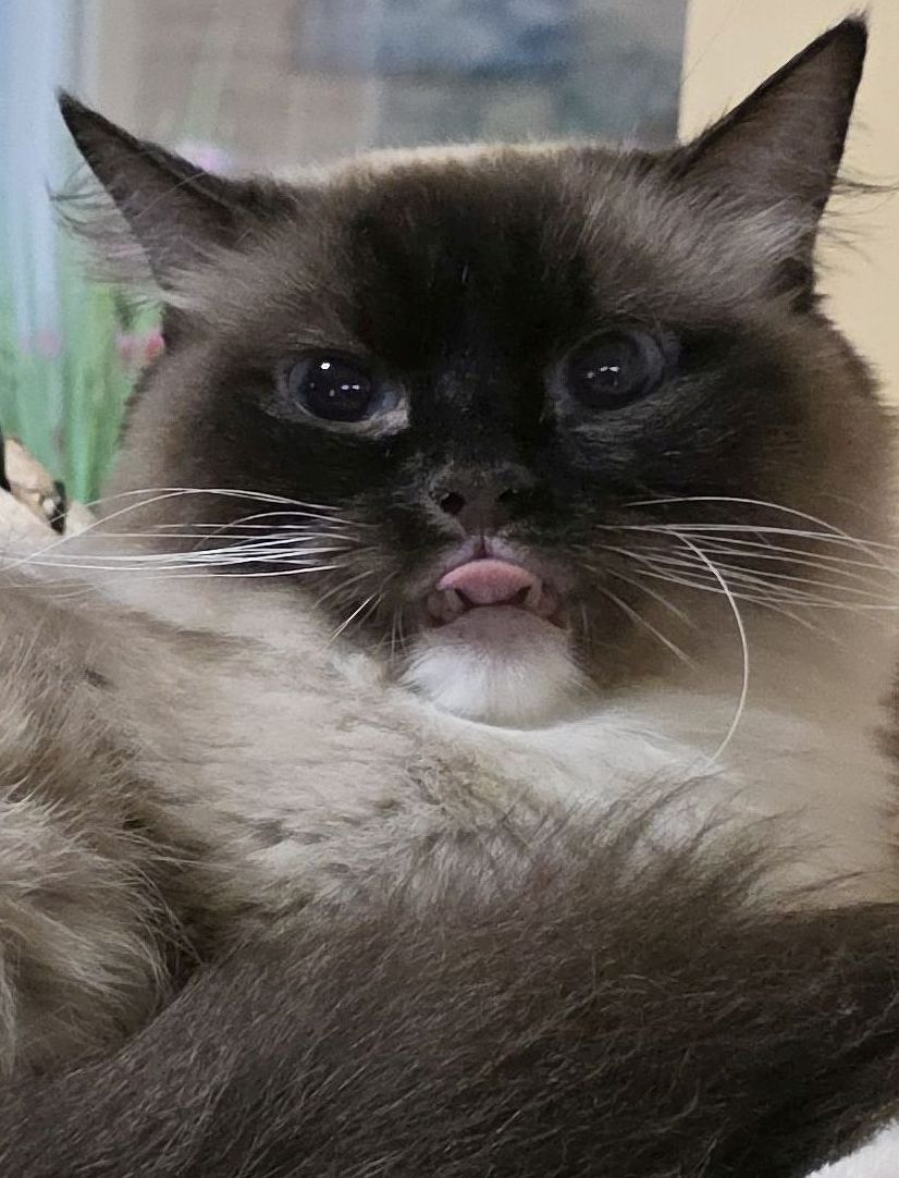 images/OurCats/Diamond Dolls Brownie.jpg